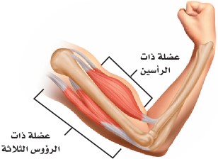 العضلات